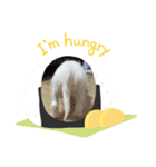ウェスティスタンプ Westie Stamp（個別スタンプ：1）