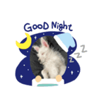 ウェスティスタンプ Westie Stamp（個別スタンプ：5）