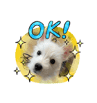 ウェスティスタンプ Westie Stamp（個別スタンプ：6）