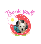 ウェスティスタンプ Westie Stamp（個別スタンプ：7）