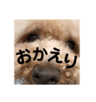 トイプードルのはなここスタンプ（個別スタンプ：11）