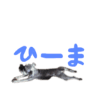 シュナのキキ（個別スタンプ：4）