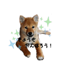 しばいぬ三ちゃん（個別スタンプ：1）