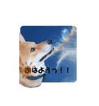 しばいぬ三ちゃん（個別スタンプ：2）