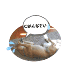 しばいぬ三ちゃん（個別スタンプ：6）