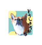 しばいぬ三ちゃん（個別スタンプ：13）