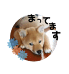 しばいぬ三ちゃん（個別スタンプ：14）