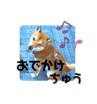 しばいぬ三ちゃん（個別スタンプ：15）