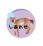 しばいぬ三ちゃん（個別スタンプ：19）