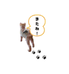しばいぬ三ちゃん（個別スタンプ：24）