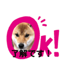 柴犬スマ。（個別スタンプ：1）