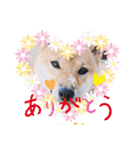 柴犬スマ。（個別スタンプ：2）