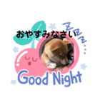 柴犬スマ。（個別スタンプ：3）