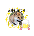 柴犬スマ。（個別スタンプ：4）