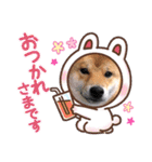 柴犬スマ。（個別スタンプ：5）