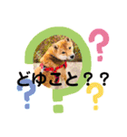 柴犬スマ。（個別スタンプ：6）
