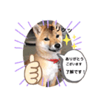柴犬スマ。（個別スタンプ：7）