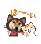 柴犬スマ。（個別スタンプ：8）