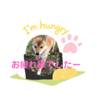 柴犬スマ。（個別スタンプ：9）