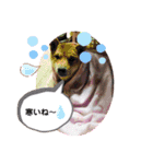 柴犬スマ。（個別スタンプ：12）