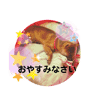 柴犬スマ。（個別スタンプ：13）