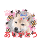 柴犬スマ。（個別スタンプ：14）