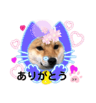 柴犬スマ。（個別スタンプ：15）