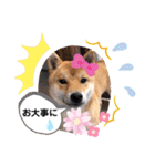 柴犬スマ。（個別スタンプ：16）