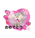 柴犬スマ。（個別スタンプ：19）