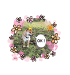 柴犬スマ。（個別スタンプ：22）
