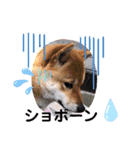 柴犬スマ。（個別スタンプ：23）