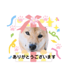 柴犬スマ。（個別スタンプ：24）