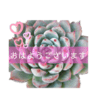 みんなの多肉植物lovely（個別スタンプ：1）