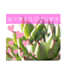 みんなの多肉植物lovely（個別スタンプ：3）