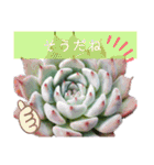 みんなの多肉植物lovely（個別スタンプ：5）