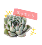 みんなの多肉植物lovely（個別スタンプ：6）