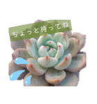 みんなの多肉植物lovely（個別スタンプ：7）