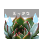 みんなの多肉植物lovely（個別スタンプ：8）