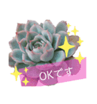 みんなの多肉植物lovely（個別スタンプ：9）