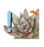 みんなの多肉植物lovely（個別スタンプ：11）