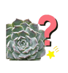 みんなの多肉植物lovely（個別スタンプ：12）