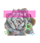みんなの多肉植物lovely（個別スタンプ：15）