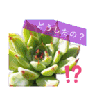 みんなの多肉植物lovely（個別スタンプ：17）