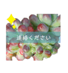 みんなの多肉植物lovely（個別スタンプ：18）