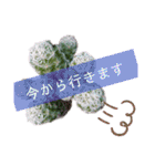 みんなの多肉植物lovely（個別スタンプ：19）