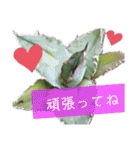みんなの多肉植物lovely（個別スタンプ：21）