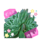 みんなの多肉植物lovely（個別スタンプ：22）