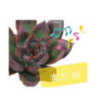 みんなの多肉植物lovely（個別スタンプ：23）