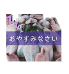 みんなの多肉植物lovely（個別スタンプ：24）