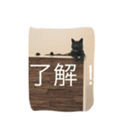@MARIMO（個別スタンプ：14）